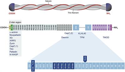 A Homozygous Deep Intronic Mutation Alters the Splicing of Nebulin Gene in a Patient With Nemaline Myopathy